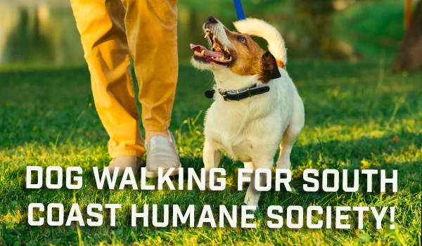 Image of dog being walked looking up with sunset